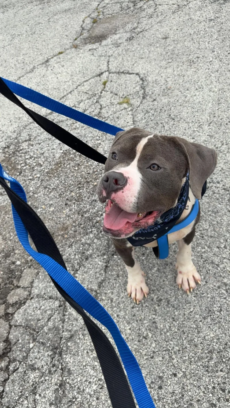 A young medium-sized male Gray / Blue / Silver Pit Bull Terrier dog named Cornflakes for adoption in Steger, IL