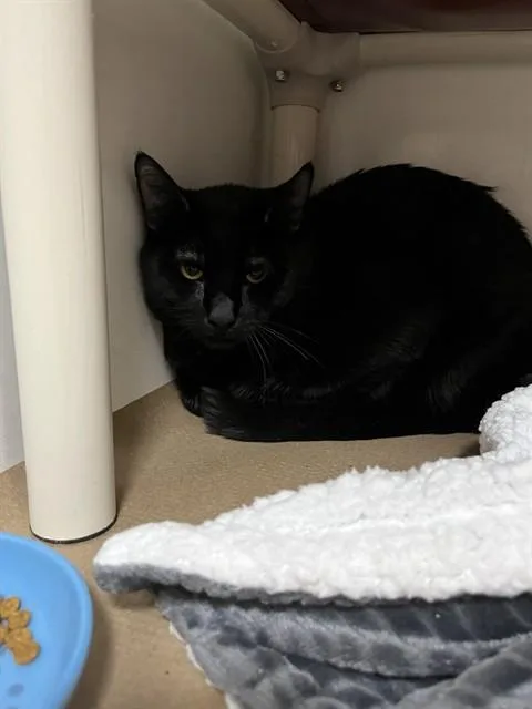 A young medium-sized male Domestic Long Hair cat named Grasshopper for adoption in Boston, MA