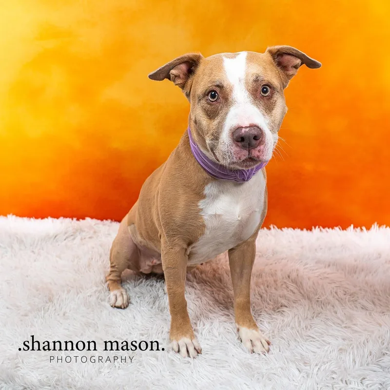 An adult large-sized female Pit Bull Terrier dog named Ursula for adoption in Las Vegas, NV