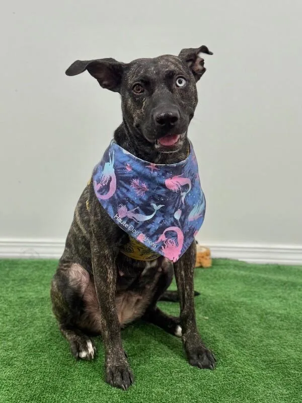 A young medium-sized female Brindle Mountain Cur dog named Grace for adoption in Carlsbad, CA