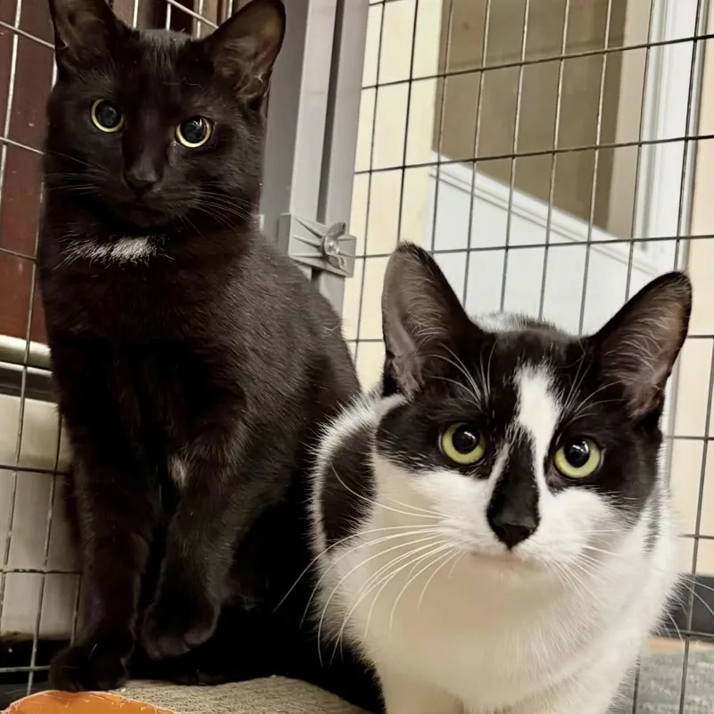 Maxie & Nina thumbnail 3