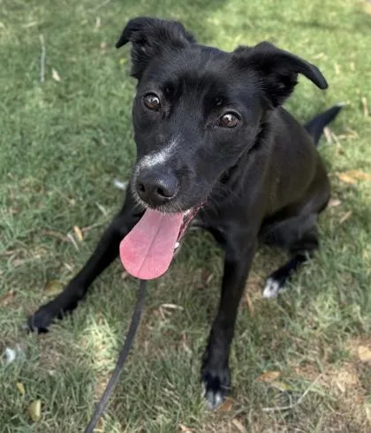 An adult small-sized female Chihuahua dog named Cat Cat for adoption in Phoenix, AZ