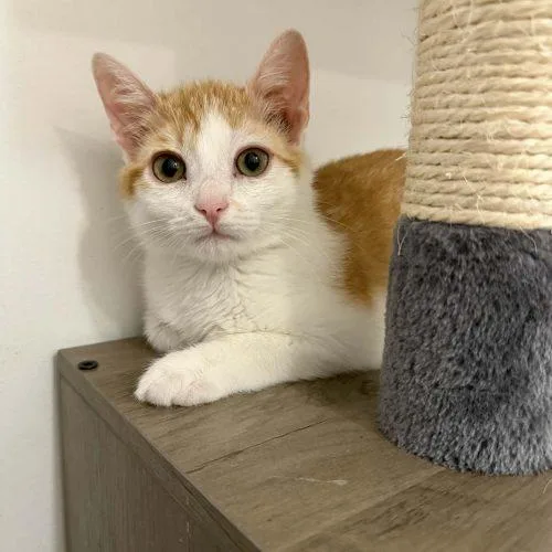 A baby small-sized male Domestic Short Hair cat named Mongo for adoption in Toms River, NJ