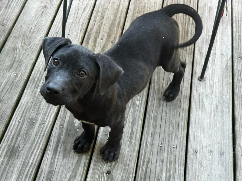 A baby medium-sized female Terrier dog named Jazzy for adoption in Royal Palm Beach, FL