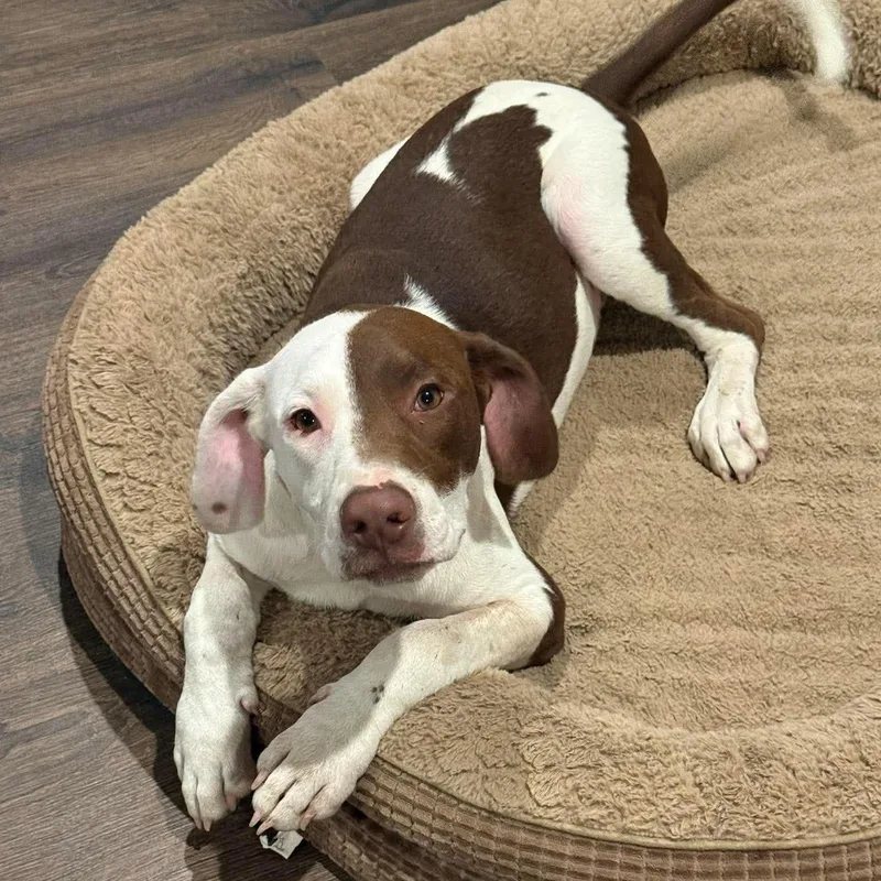 A baby medium-sized male Mixed Breed dog named Chip HERE IN NH for adoption in Northwood, NH