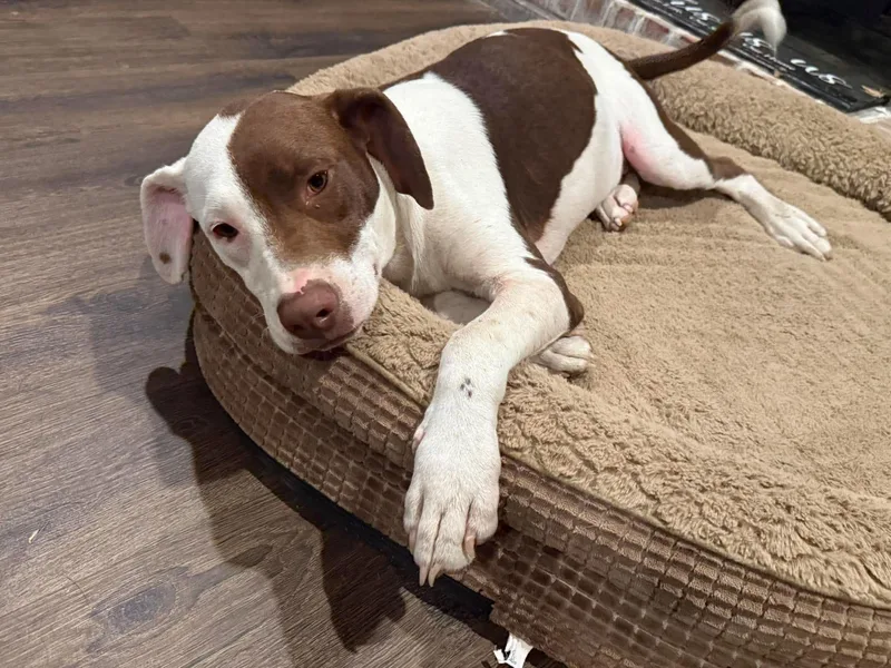 Chip HERE IN NH thumbnail 3