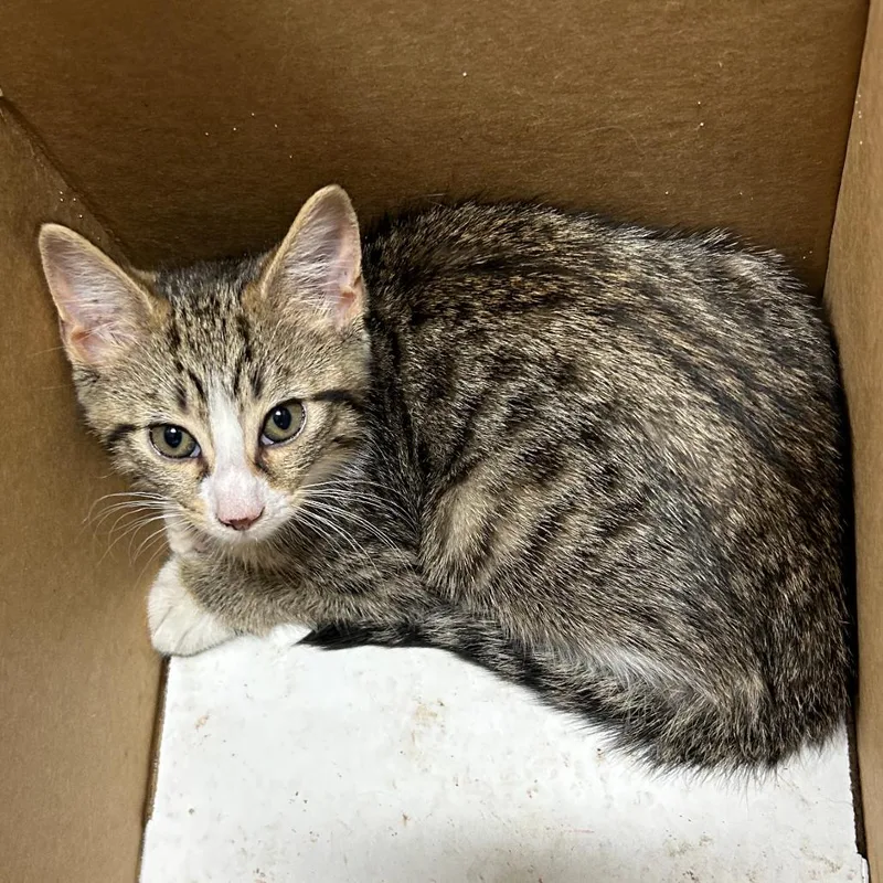 A baby small-sized female Gray / Blue / Silver Domestic Short Hair cat named Neymar for adoption in Newark, NJ