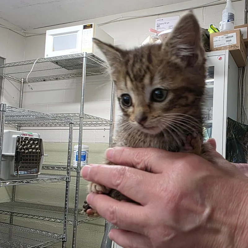 A baby small-sized female Brown / Chocolate Domestic Short Hair cat named Electabuzz for adoption in Green Forest, AR