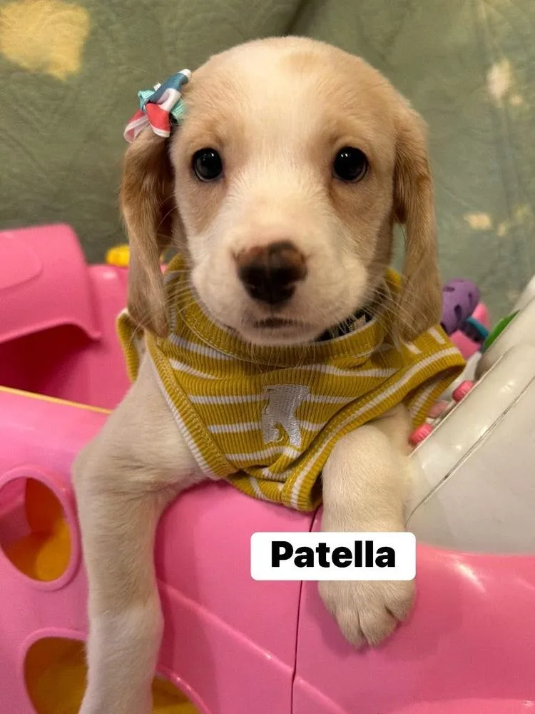 Patella