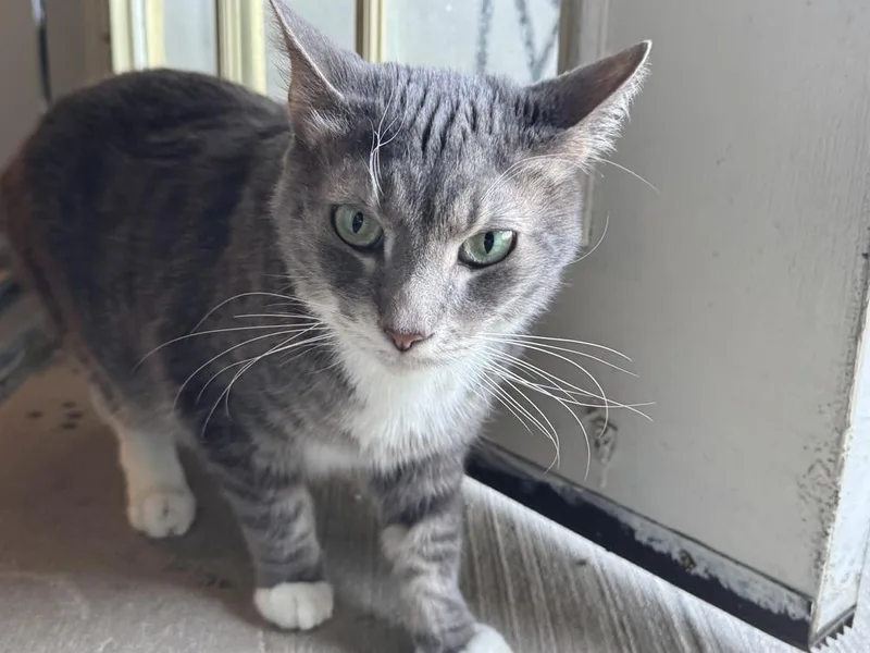 Corbett .  Cp thumbnail 2