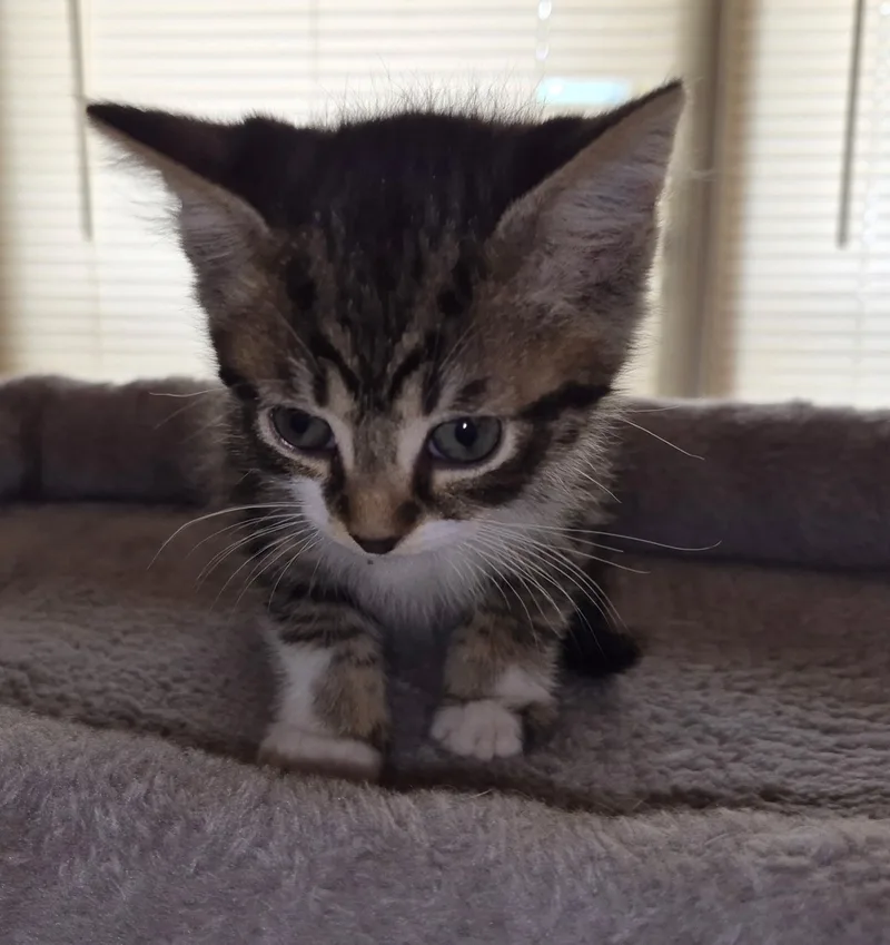 Whiskers