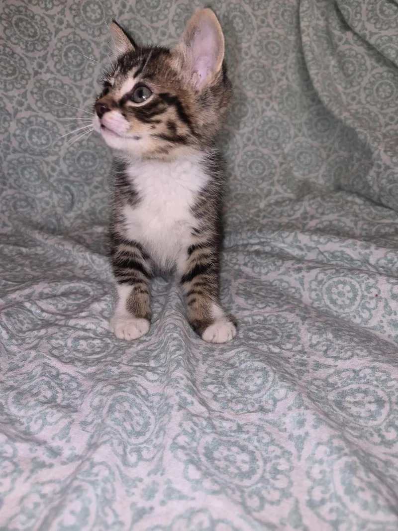 Whiskers thumbnail 2