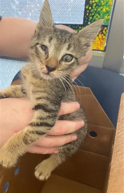 A baby medium-sized female Domestic Short Hair cat named Dory for adoption in Dallas, TX