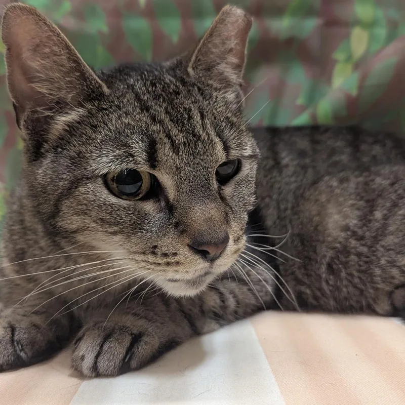 An adult medium-sized female Brown / Chocolate Domestic Short Hair cat named Clover for adoption in Medford, NJ