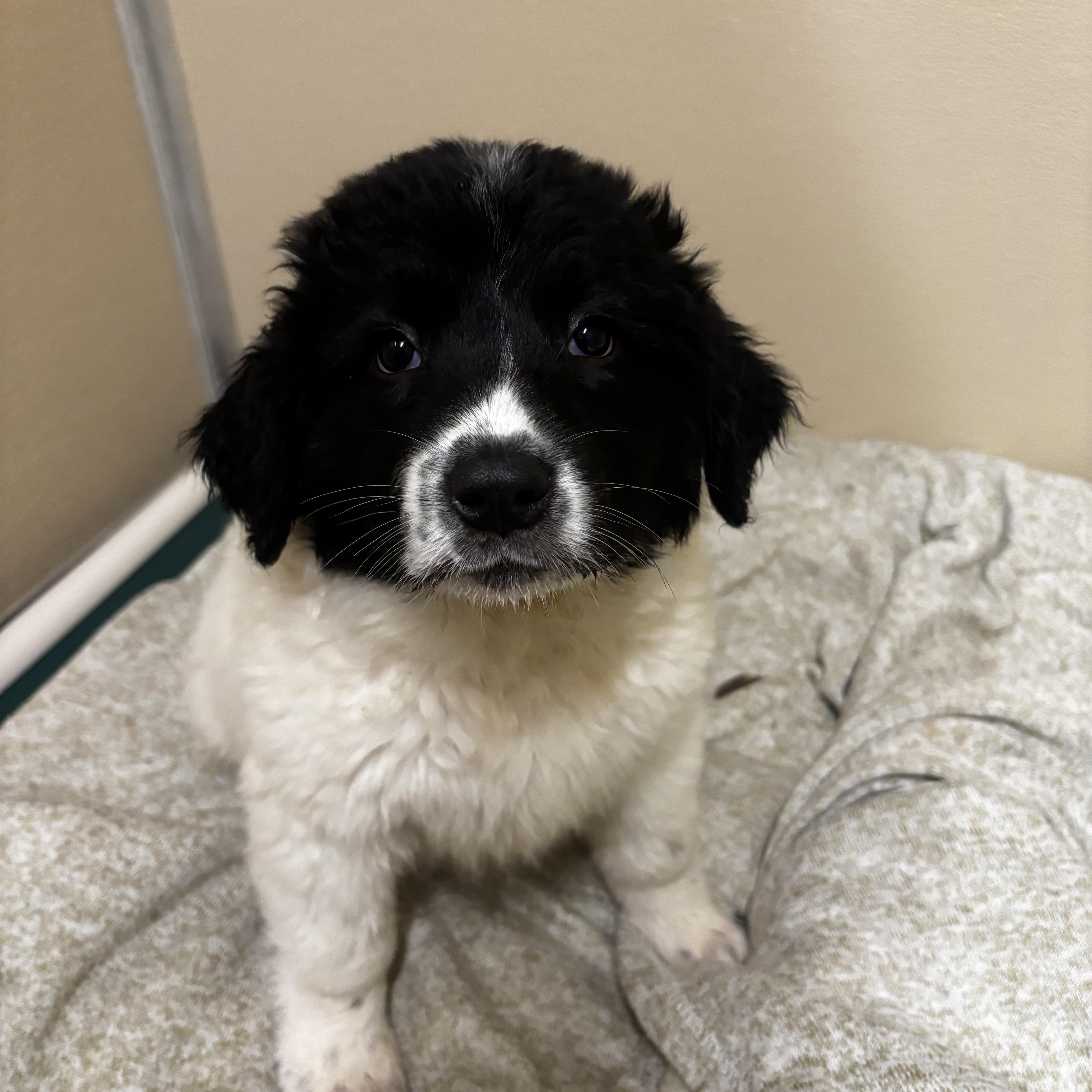 A baby large-sized female White / Cream Border Collie dog named Everest for adoption in Dodgeville, WI
