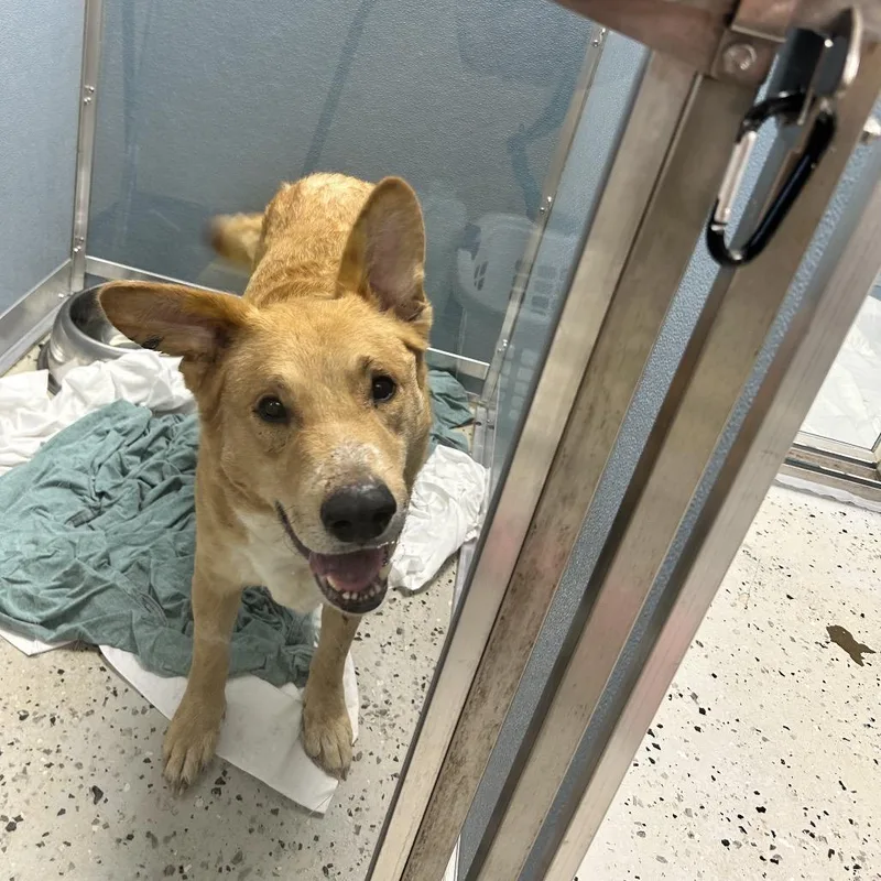 A young large-sized male Brown / Chocolate German Shepherd Dog dog named Chance for adoption in Uniontown, PA