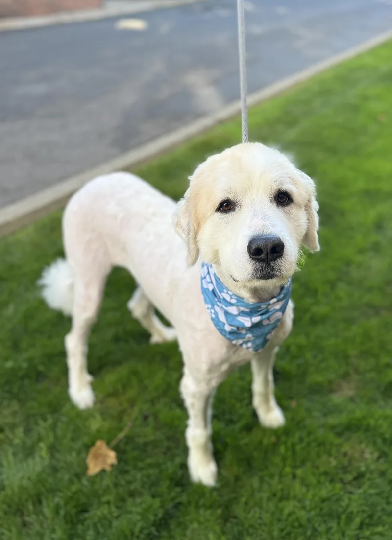 An adult large-sized male White / Cream Great Pyrenees dog named Odin for adoption in lynnwood , WA