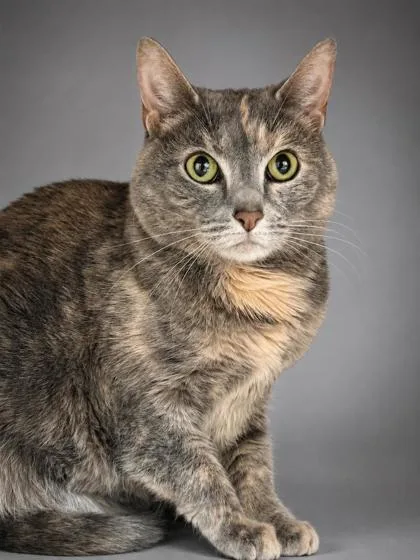 An adult large-sized female Domestic Short Hair cat named Fairy~DECLAWED for adoption in Bowling Green, KY