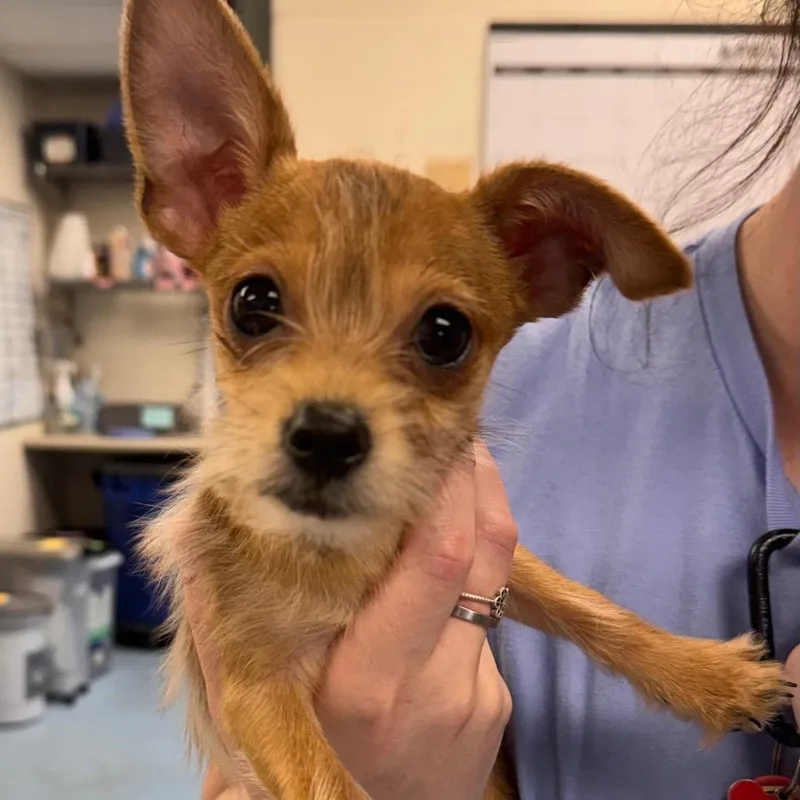 A baby small-sized male Yellow / Tan / Blond / Fawn Chihuahua dog named Dallas for adoption in Brockton, MA