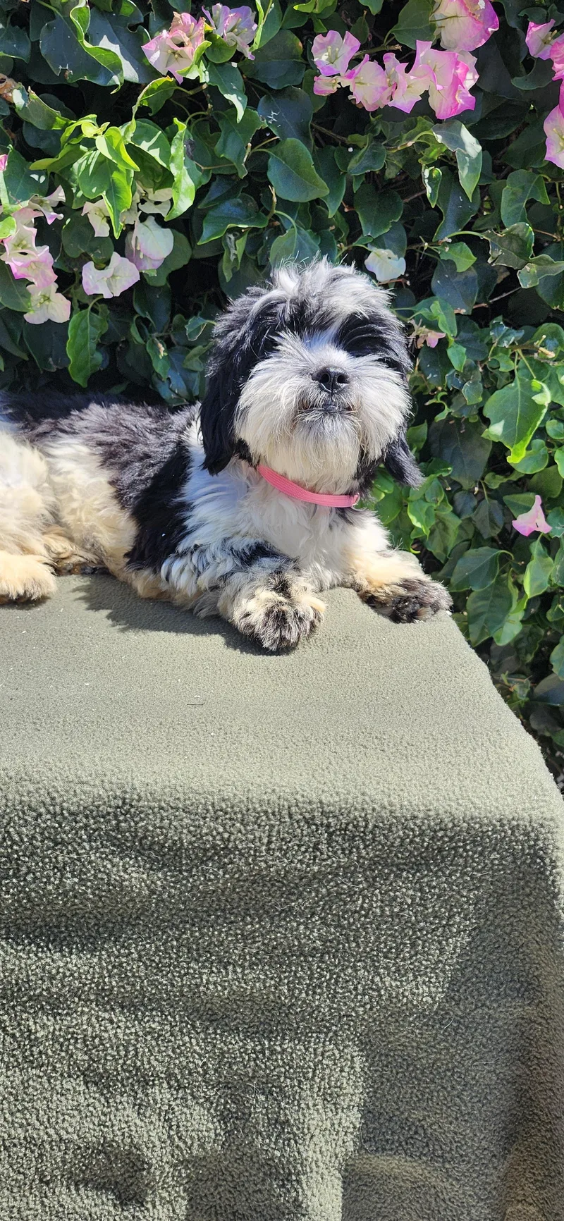 A baby small-sized male White / Cream Shih poo dog named Benji for adoption in Torrance, CA
