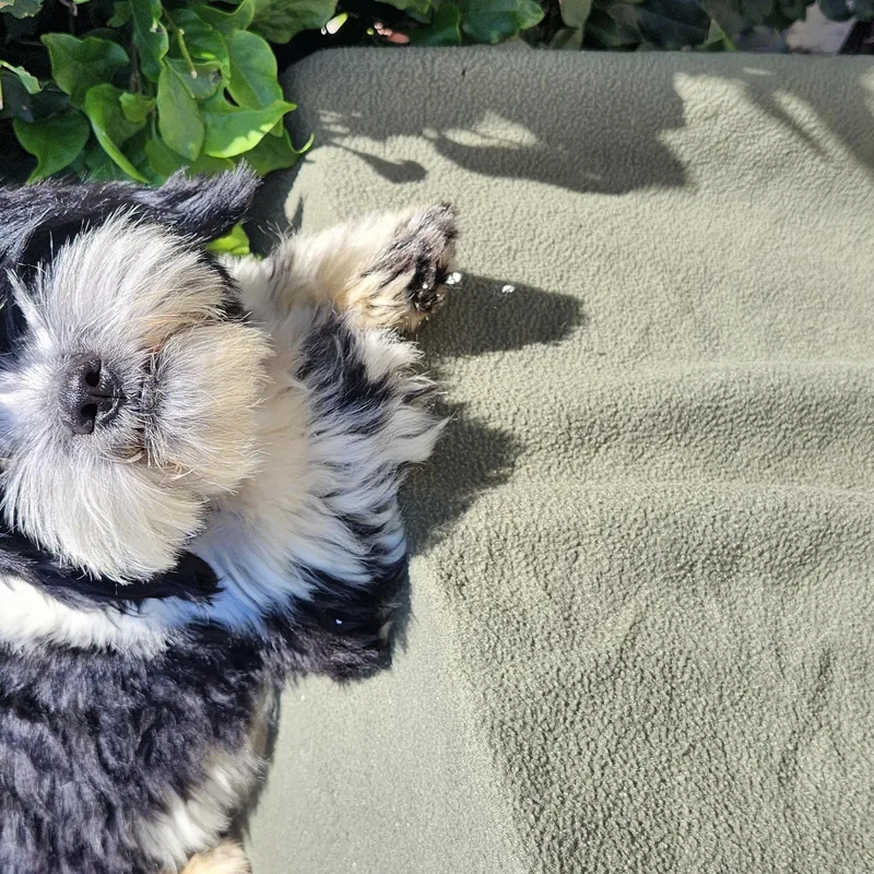 Benji thumbnail 3
