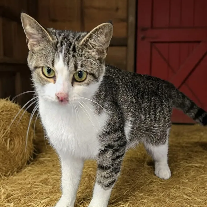 An adult medium-sized female Brown / Chocolate Domestic Short Hair cat named Root Beer Float for adoption in Xenia , OH