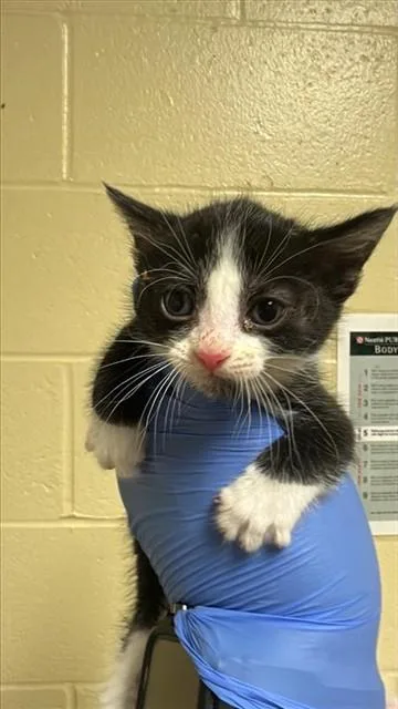 A baby small-sized male Domestic Short Hair cat named Jazz for adoption in Sacramento, CA