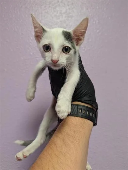 A baby small-sized male White Domestic Short Hair cat named 61771725 for adoption in El Paso, TX