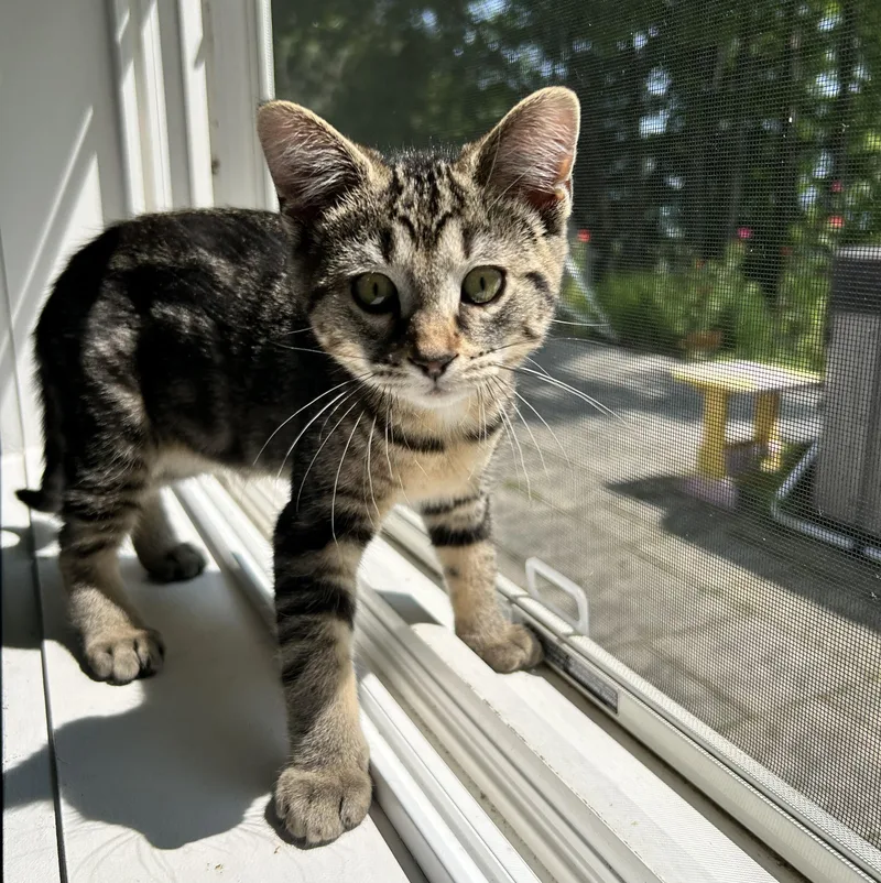 A baby medium-sized female Tabby (Brown / Chocolate) Domestic Short Hair cat named Petunia for adoption in Carsonville, MI