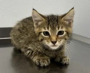 A baby medium-sized female Domestic Short Hair cat named Willa for adoption in Pella, IA