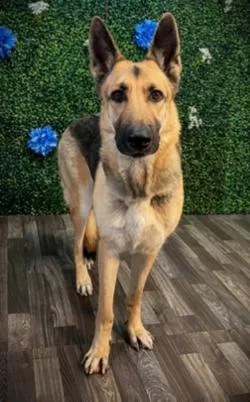A young medium-sized female German Shepherd Dog dog named Moon for adoption in Lake Wylie, SC