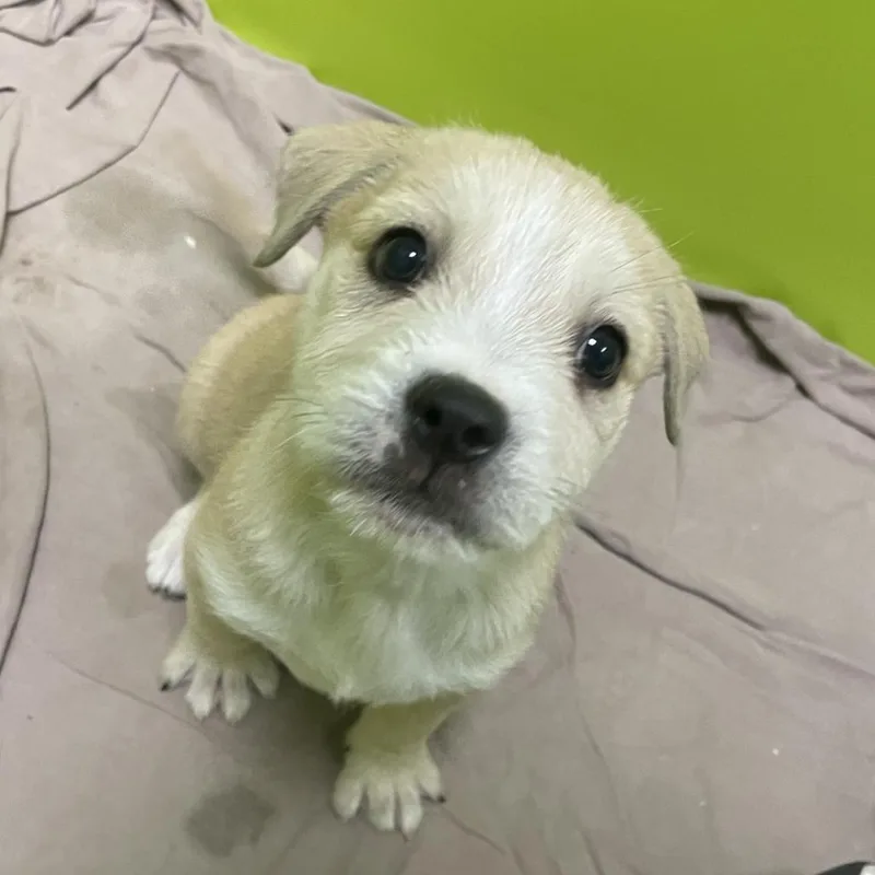 A baby medium-sized male White / Cream Terrier dog named Dingo for adoption in Spokane, WA