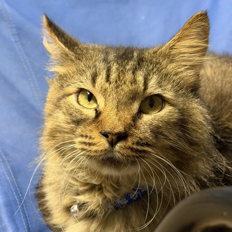 An adult medium-sized male Tabby (Brown / Chocolate) Domestic Medium Hair cat named Elijah for adoption in Pottsville, PA