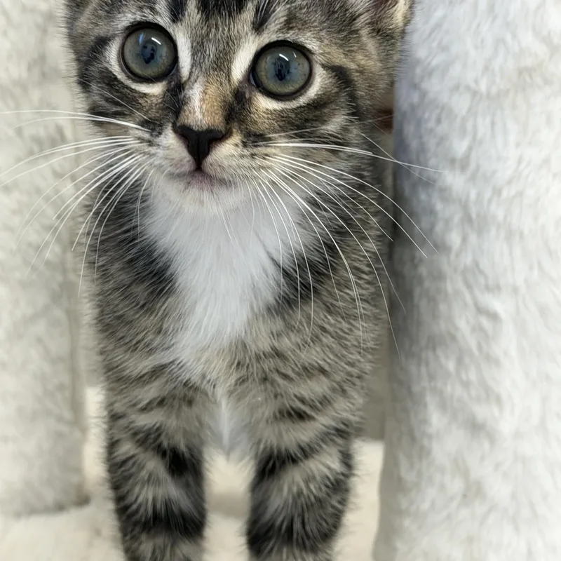 A baby medium-sized male Domestic Short Hair cat named Picante for adoption in Gardnerville, NV