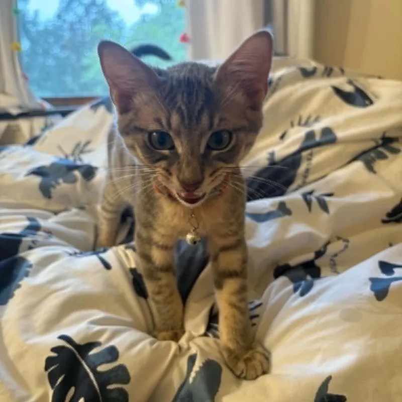 A baby small-sized male Tabby (Gray / Blue / Silver) Tabby cat named Goose for adoption in Harrisburg, PA