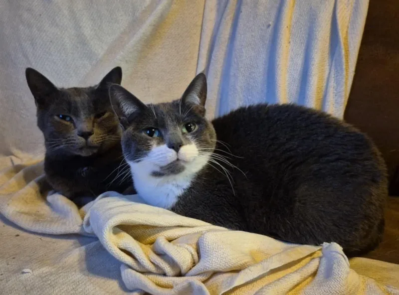 An adult medium-sized male Domestic Short Hair cat named Gunther and Monica for adoption in Holland, Michigan