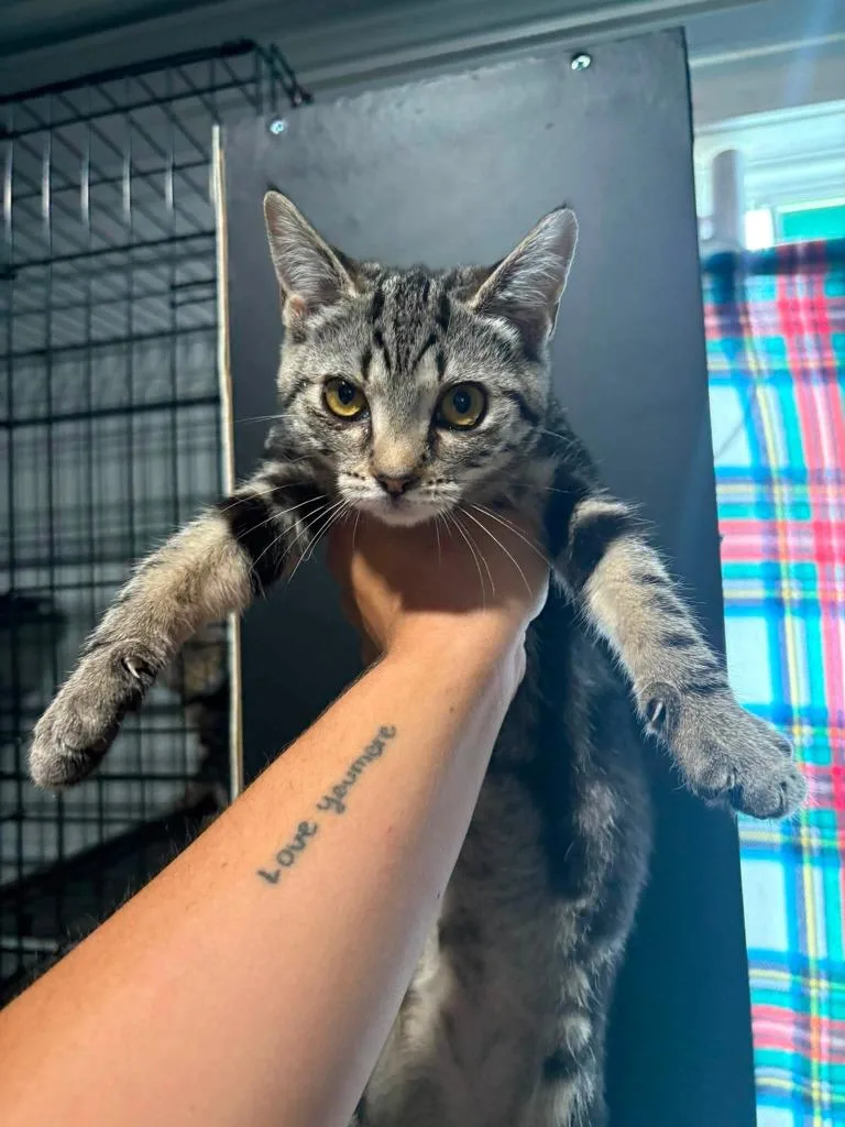 A baby medium-sized male Domestic Short Hair cat named Swirl for adoption in Russellville, KY