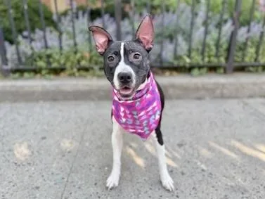 A baby medium-sized female Tricolor (Brown, Black, & White) Mixed Breed dog named Twinkie for adoption in New York, NY