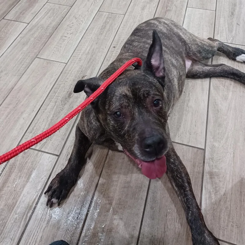 A senior large-sized female Brown / Chocolate Pit Bull Terrier dog named Rosalie for adoption in Oak Park, IL