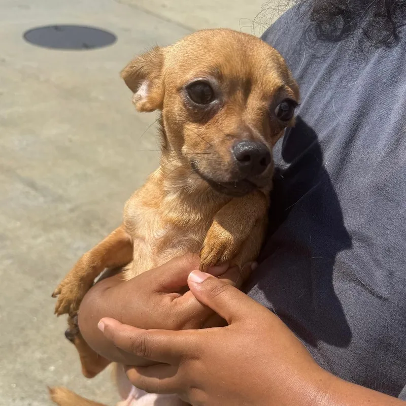 An adult small-sized female Yellow / Tan / Blond / Fawn Mixed Breed dog named Cigar for adoption in Columbus, GA