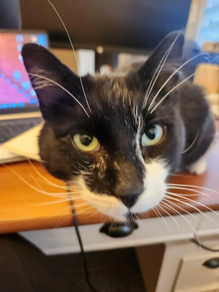 O'connell thumbnail 2