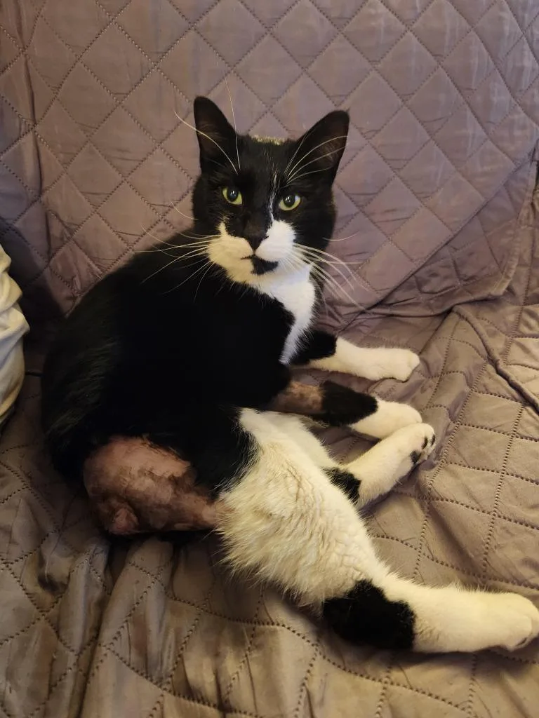 O'connell thumbnail 3