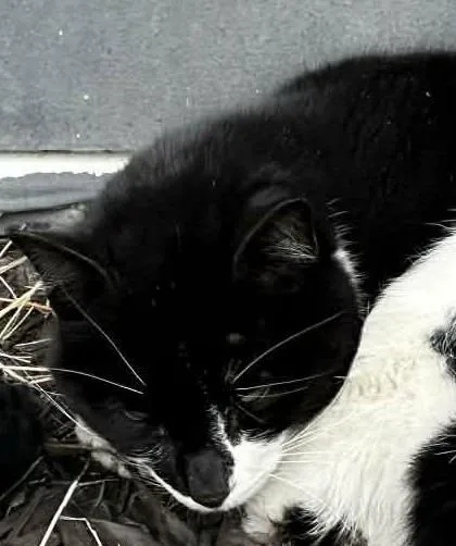 O'connell thumbnail 4