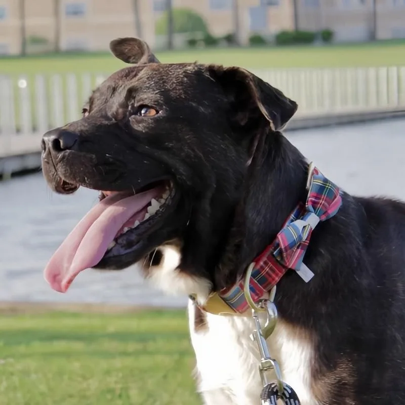 An adult medium-sized male Boxer dog named Chocolate for adoption in Liverpool, TX
