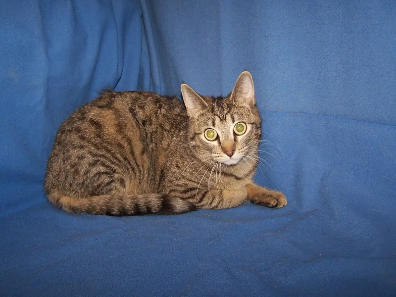 A young medium-sized female Tabby (Brown / Chocolate) Domestic Short Hair cat named Gillian for adoption in Colorado Springs, CO
