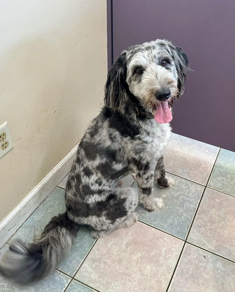 An adult medium-sized male Aussiedoodle dog named Best Doodle Ever for adoption in Northwood, OH
