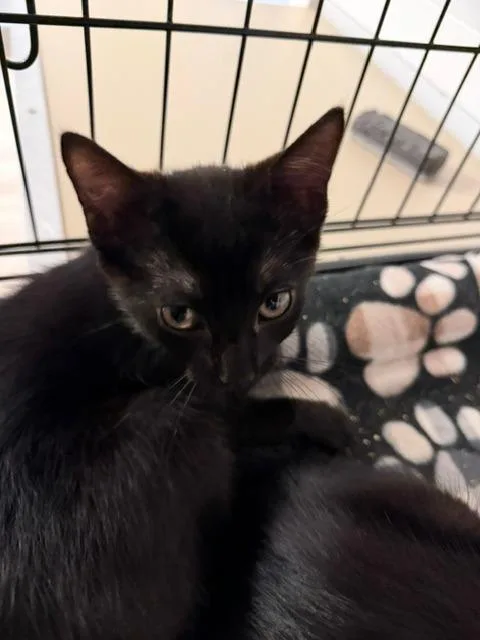 A baby medium-sized female Domestic Short Hair cat named Craft for adoption in Windsor, CT