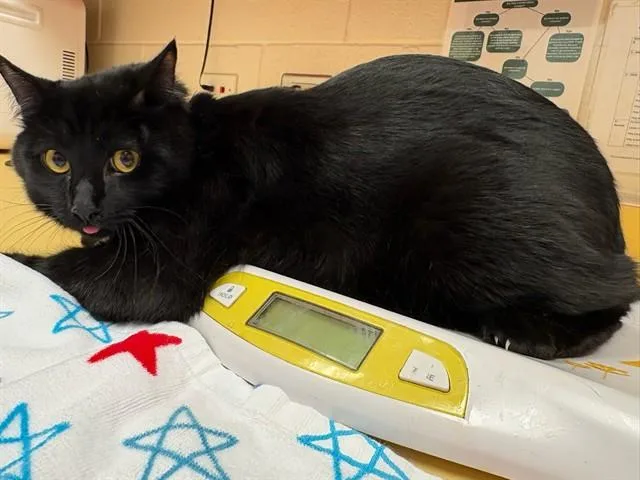 A young medium-sized male Domestic Short Hair cat named Stilts for adoption in Colorado Springs, CO