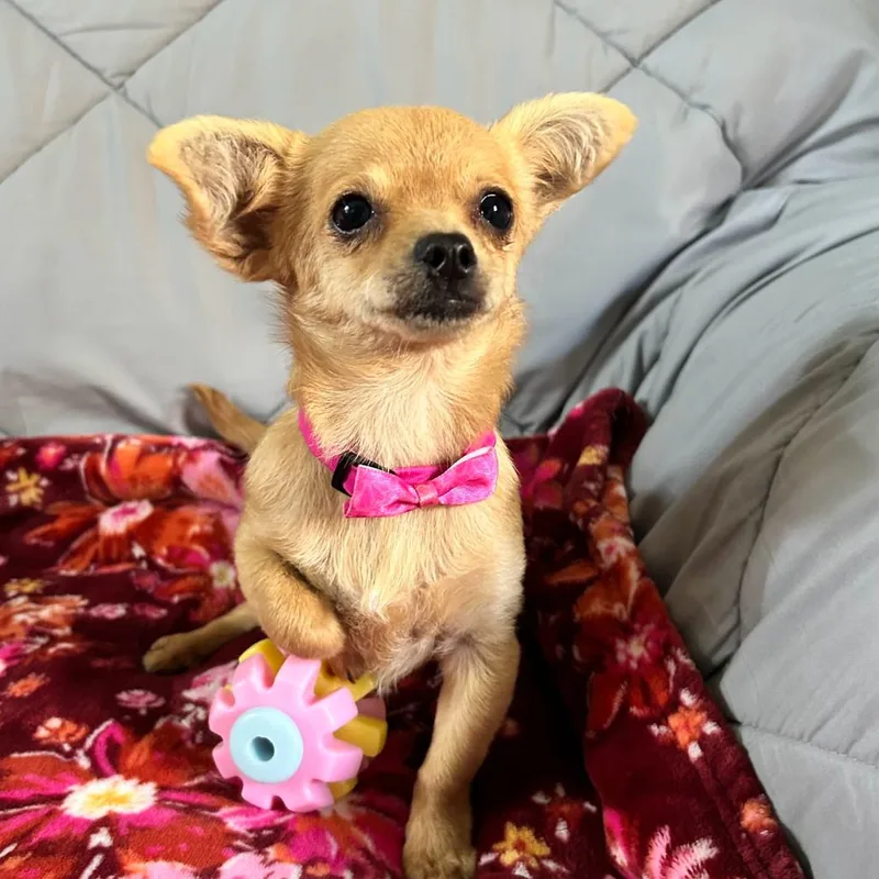 A baby small-sized female Yellow / Tan / Blond / Fawn Chihuahua dog named Willow for adoption in New Orleans, LA