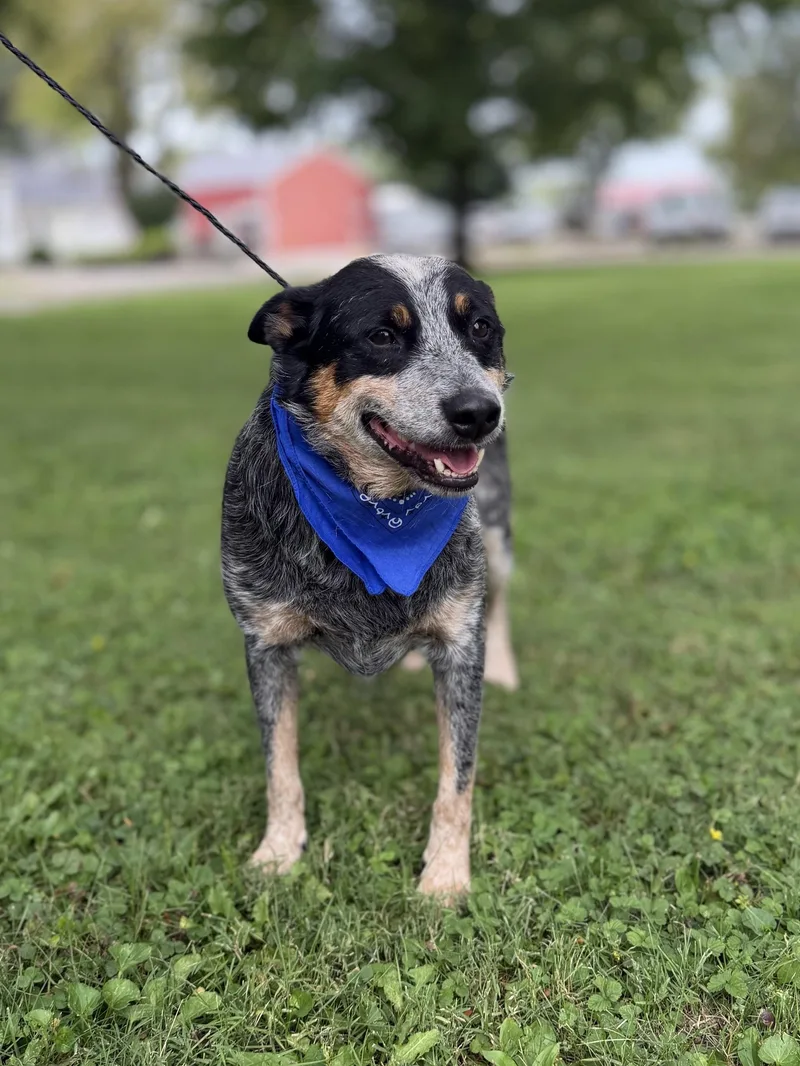 Bluey